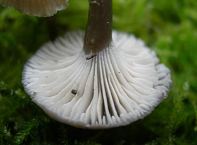 Camarophyllopsis atrovelutina  (Romagn.)  Argaud